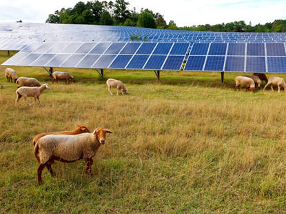 Solar do wypasu owiec